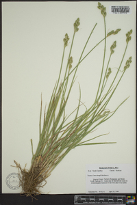 Carex longii image