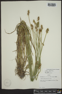 Carex longii image