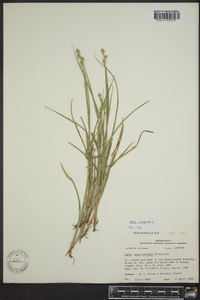 Carex longii image