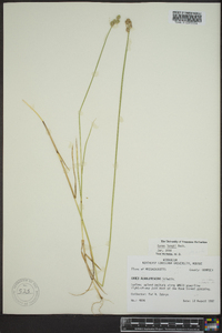 Carex longii image