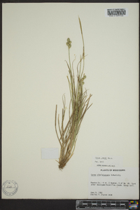 Carex longii image