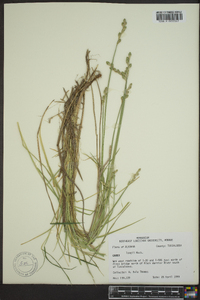 Carex longii image