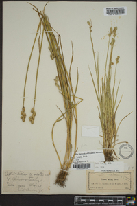 Carex longii image