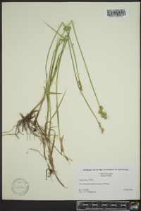 Carex longii image