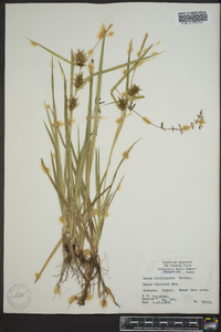 Carex louisianica image