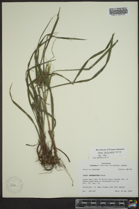 Carex louisianica image