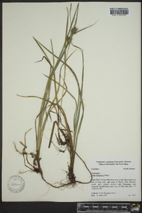 Carex louisianica image