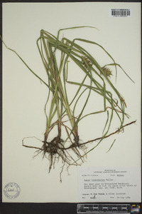 Carex louisianica image