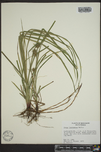 Carex louisianica image