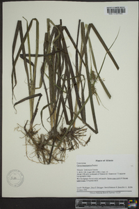 Carex louisianica image