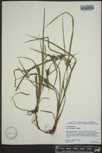 Carex louisianica image