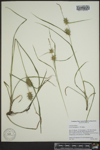 Carex louisianica image