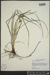 Carex louisianica image