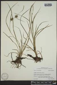 Carex louisianica image