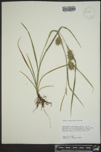 Carex louisianica image