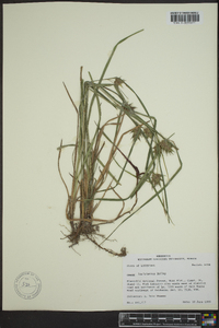 Carex louisianica image