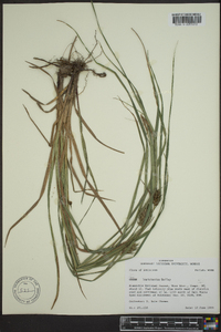 Carex louisianica image