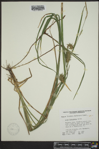 Carex louisianica image