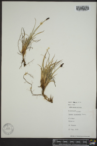 Carex lugens image