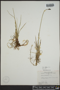 Carex lugens image