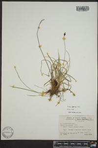 Carex lugens image