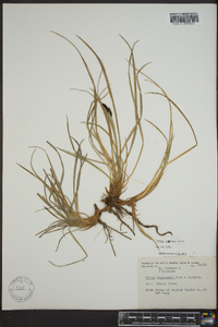 Carex lugens image