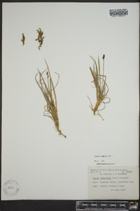 Carex lugens image