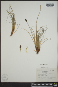 Carex lugens image