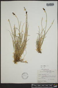 Carex lugens image