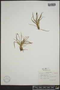 Carex lugens image