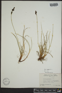 Carex lugens image