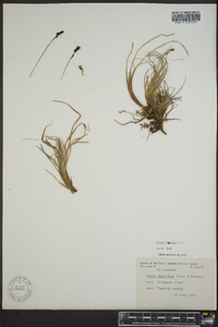 Carex lugens image