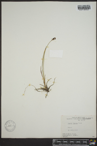 Carex lugens image