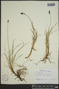 Carex lugens image