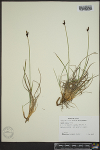 Carex lugens image