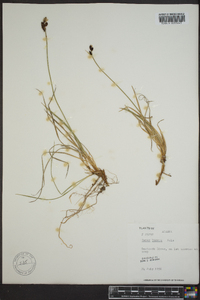 Carex lugens image