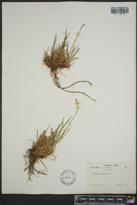 Carex lugens image