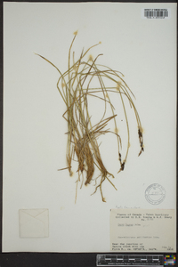 Carex lugens image