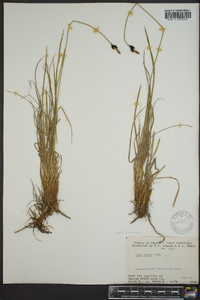 Carex lugens image