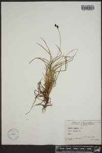 Carex lugens image