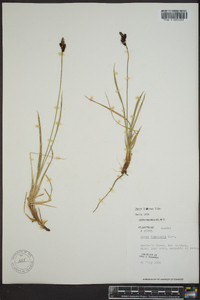 Carex lugens image