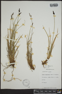 Carex lugens image