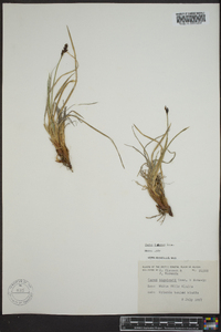 Carex lugens image