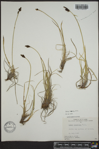 Carex lugens image