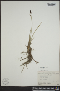 Carex lugens image