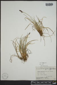 Carex lugens image