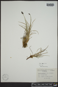 Carex lugens image