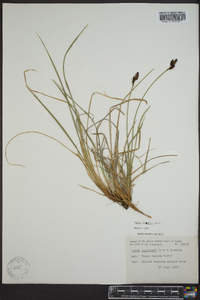 Carex lugens image