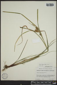 Carex lupuliformis image