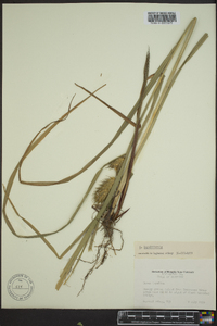 Carex lupuliformis image